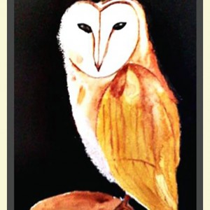 owl Framed